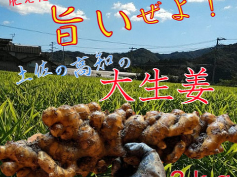 土佐の大生姜　高知県産　生姜　2㎏