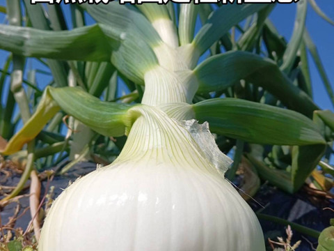 淡路島新玉葱自然栽培3キロ【固定種 在来種　完全農薬不使用　無肥料栽培　種子消毒無し【有機JAS法で認められた農薬・肥料・土壌改良剤も一切不使用】自然の力だけで栽培　数量限定予約販売開始ご予約順次発送