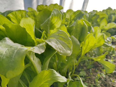 【数量限定】IdeaFarmの農薬・化学肥料不使用新鮮ルッコラ　 500g