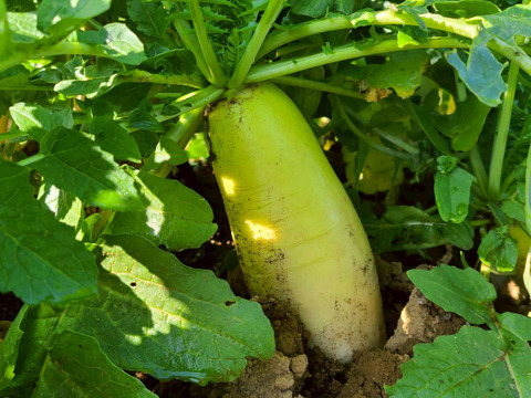 じんわ〜り染みる！冬の濃厚とろ甘大根 約4.8kg（農薬・化学肥料・除草剤・防虫剤不使用）