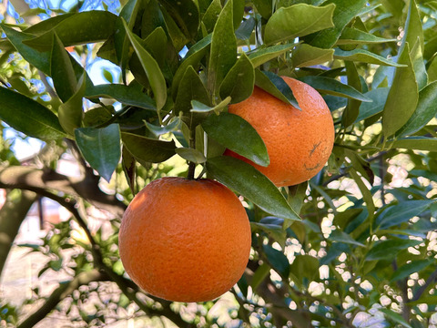 完熟タンカン（贈答用5kg）