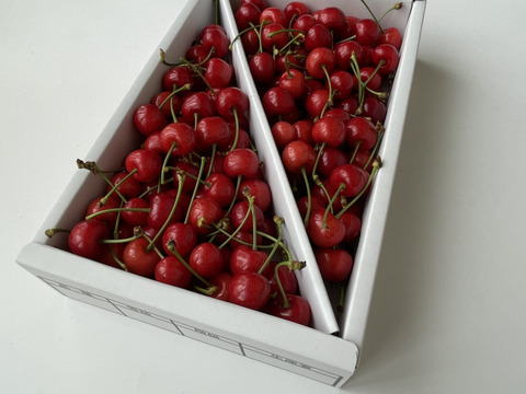 【小夏】🍒１キロ🍒【ジャムやさくらんぼ酒にもどうぞ】【しっかりとした酸味】【うちのフルーツの中で一番最初に収穫】【さくらんぼ】【レア品種✨】6/9まで