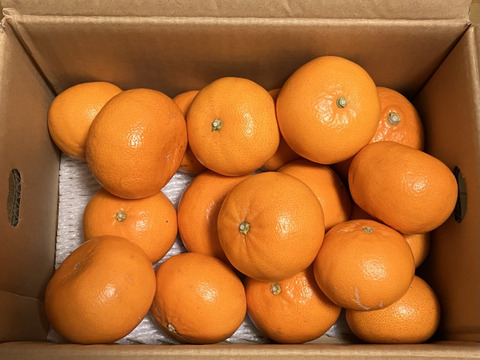 農園自慢のせとか『家庭用3キロ』