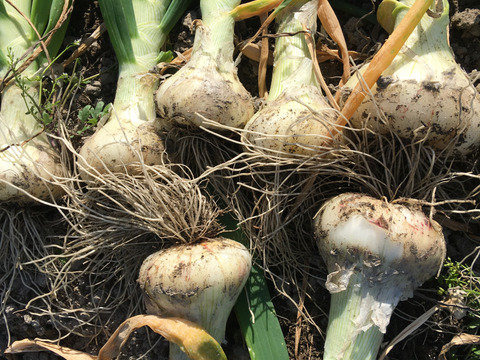 糖度抜群の甘〜い　白タマネギ