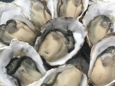 牡蠣好き歓喜の30%増量中！三重県産 殻付き 浦村かき M～Lサイズ70個入り（約7.7Kg前後）（7～15人前）【生牡蠣】【生食用】真牡蠣 生牡蠣 貝類 海鮮 バーベキュー BBQ 母の日ギフト
