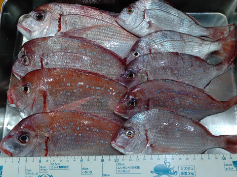 小泊産！チダイ2k【大、小込】