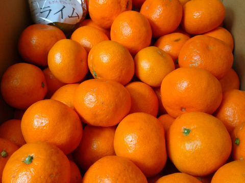 樹になったまま、色づいた　宮川早生みかん（無選別無階級 1.2級品こみこみ）　９K入り