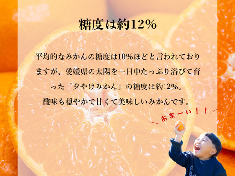 【食べチョクで１番売れてるみかんです！】贈答用の夕やけみかん【極】３ｋｇ（圧倒的人気のみかんです！）