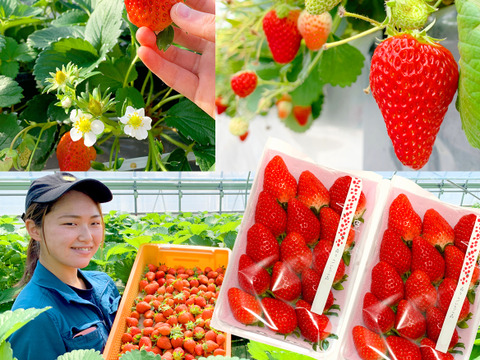 【食べ比べ】紅ほっぺ＆ほしうらら　お届け　JGAP認証【第10回茨城いちごグランプリ大賞】