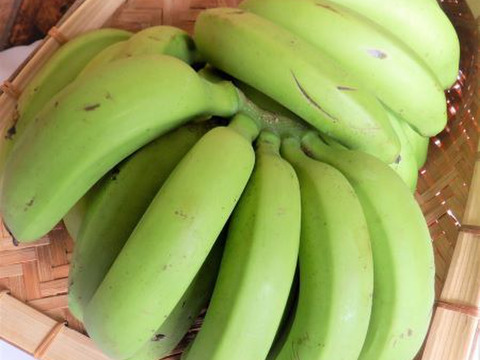 【限定予約販売】日本最後の秘境トカラ列島よりお届け 希少な国産バナナ（2kg）