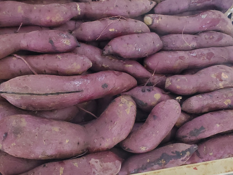 干芋200g×10/袋詰　熟成べにはるか