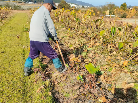 農家直送✅セレベス(赤目芋)の里芋🎁2kg M~LLサイズ(大きめの里芋❗️