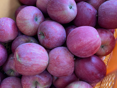 蜜入り？！1日1個☆小玉サンふじ☆箱込み10キロ以内