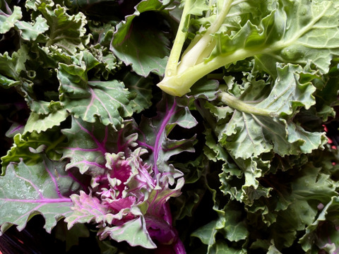 冬の恵 「プチヴェール」2〜3種ミックス80g×5袋