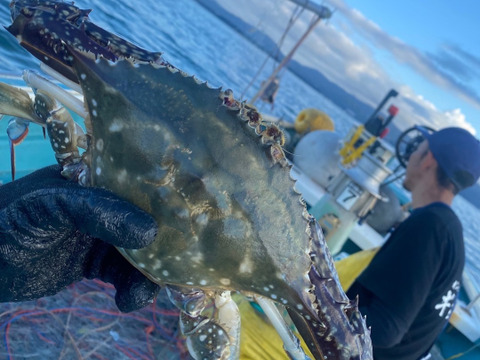 【年末年始】浜名湖かに三昧セット（大）