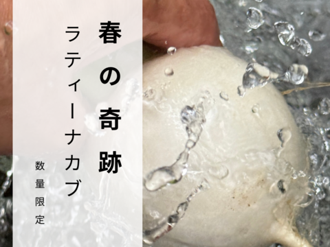 春限定｜梨みたいな甘さの安曇野サラダカブ・ラティーナ 1kg（葉付き5～８玉）