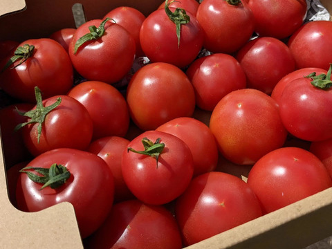 【ゲン担ぎ福袋】自然栽培トマトソース3個+全粒粉入りパスタ3袋セット