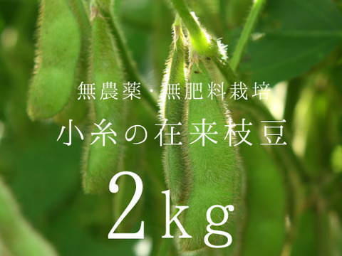 小糸の在来枝豆 2kg（枝なし）【無肥料・栽培期間中農薬不使用】