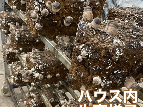 肉厚椎茸小中サイズ1000グラム　徳島県産　しいたけ　シイタケ