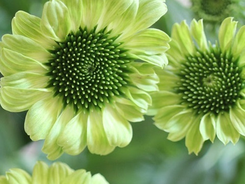 2個セット エキナセア プレーリーブレイズ グリーン イングリッシュガーデン 宿根草 多年草