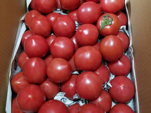 毎食トマト！バクバク食べちゃう栄ちゃんトマト　食べやすい小さめサイズ
たっぷり６キロ入ります。