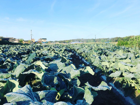 【早期ご予約でお値打ち！】春ブロッコリー、アスパラ、可愛い新玉ねぎのセット！