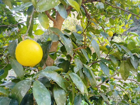 自然栽培ライム3kg