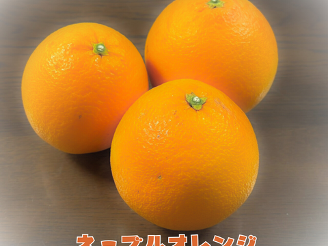 [送料500円引] 特盛フルーツセット8種