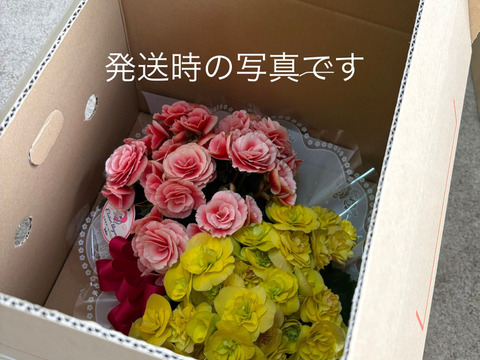 【贈答用】豪華な八重咲きベゴニアが2鉢入った贅沢な逸品！エラチオールベゴニア【バスケット八重咲き２入】4.5寸