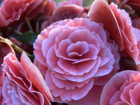 【多くの受賞歴】人気品種のミドルサイズ。覆輪の花の魅力がお手軽に楽しめます。エラチオールベゴニア【ボリアス】4.5寸