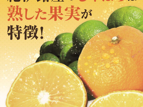 【12月下旬～2月中旬頃まで】紀伊路屋 和歌山有田産 柑橘じゃばら果実10kg