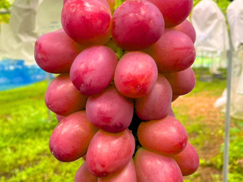 5月に食べられる！長野県産【クイーンルージュ】600ｇ　1房