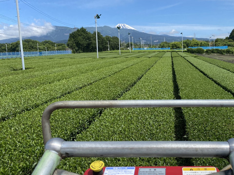 静岡県沼津の茶農家の茶葉を100%使用　するがの風（Ver.新茶） 100g