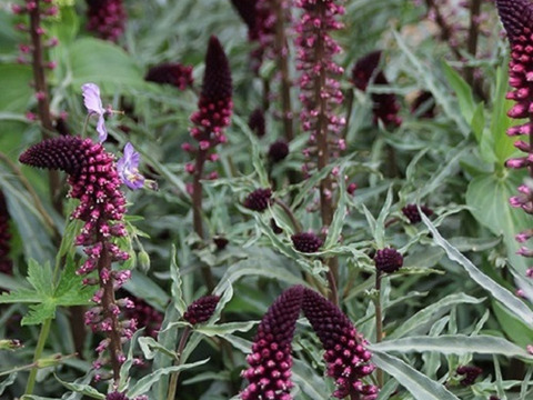 2個セット リシマキアアトロパープレア （ボジョレー） 宿根草 多年草