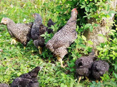【サステナブルな地域循環型セット】農薬不使用野菜5種と国産飼料の放牧卵「君は太陽」10個