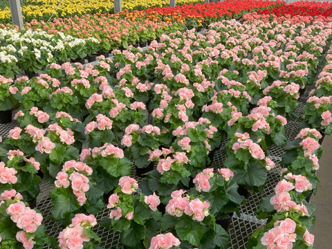 【贈答用】上品なライトピンク！ファンの多いエラチオールベゴニア【ルイーズ】4.5寸