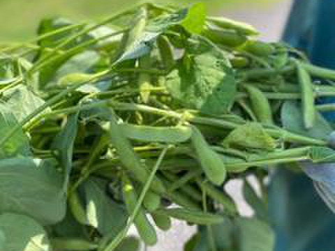 【福袋2025】　焼くだけ御馳走アスパラ500ｇ＆むっちり枝豆3袋セット（本州の方限定）