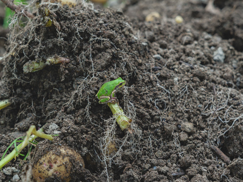 【訳あり】有機ジャガイモ　フードロス対応　10kg