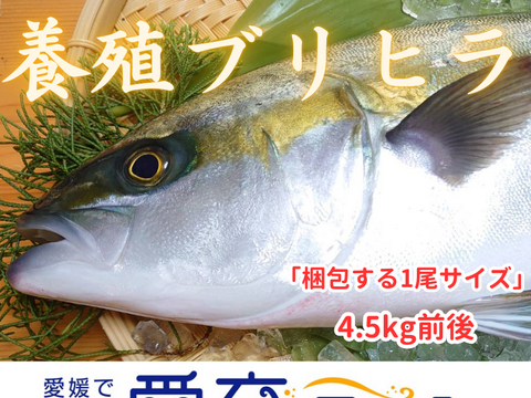 “ブリ＆ヒラマサの良い所取り！”養殖ブリヒラ1尾/箱