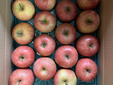 すぐ発送！農薬半減栽培葉取らず樹上完熟サンふじ5k16-23家庭用訳あり　蜜入りもあり❣️　りんご