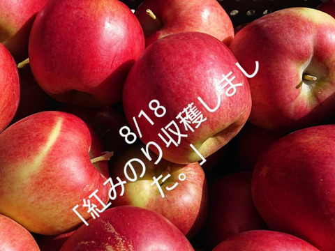 初掲載！紅みのり約5kgやっと実りました。暑い時期収穫りんごの中で日持ちする品種です。硬い/甘味酸味のバランスが良いですよ「紅みのり」担当高橋のお薦め品種。お陰様で残り１セットになりました。（＾人＾）