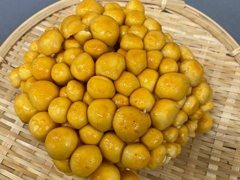 【厳選】歯ごたえと鮮度がちがう！北海道産「株付きなめこ」6株（約1.5kg）