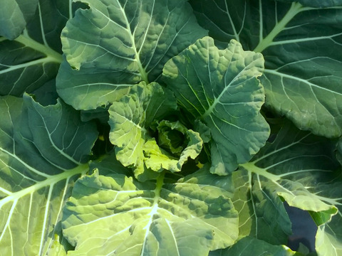 農薬不使用！ケール1kg（コラードタイプ）