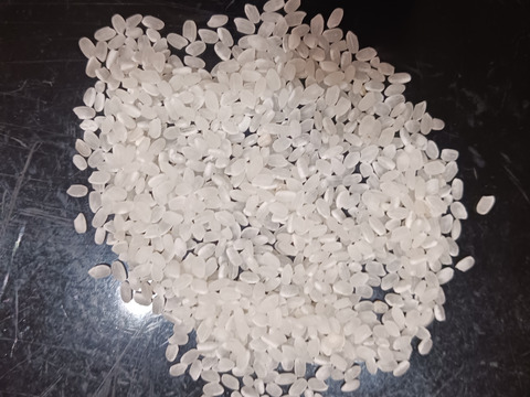 令和7年産新米　農薬5割減　特別栽培米コシヒカリ白米４.5kg　化学肥料不使用　段ボール込み約5kg