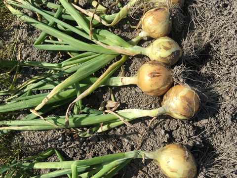 淡路島産タマネギ5kg
七宝早生
農薬・化学肥料・除草剤不使用
生でもおいしい　甘い