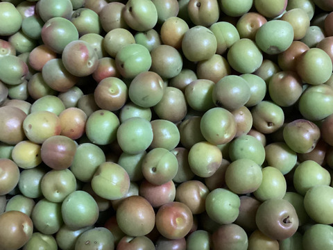 採りたて発送‼︎お買得【小梅約3kg】梅酒・梅シロップ用小さめ小梅♪