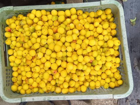 黄熟自然栽培の梅　無選別4.5㎏