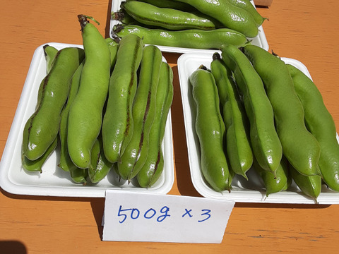 大粒で甘味があって美味しい！かまちゃん農園の「一寸そら豆」(1kg)