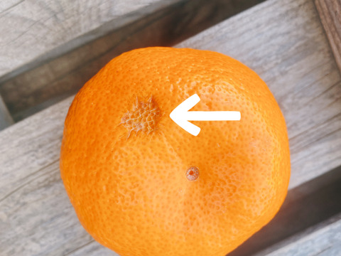 【青島みかん】「快速ブサ皮くん」5㎏