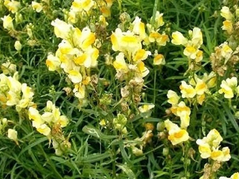 2個セット リナリア ブルガリス イングリッシュガーデン 花苗 多年草 宿根草